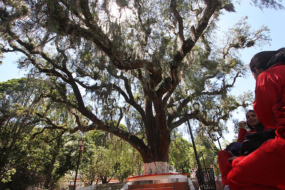 Centenario árbol de pimiento, único en su especie en America Latina /  Foto: Jorge Castellanos