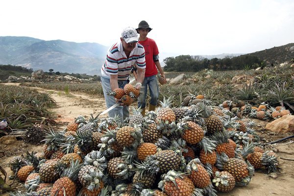 En el Hato La Virgen se encuentran deliciosas y dulces piñas