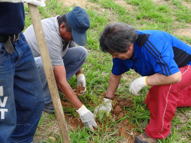 arbol2