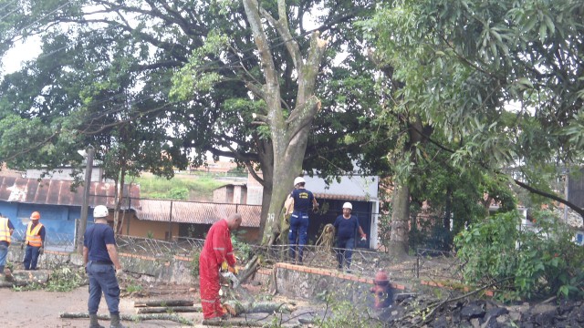 inician tala de árboles en la avenida Guayana 