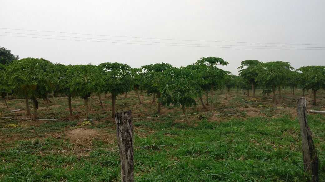 En el municipio Libertador se cultiva también la lechoza.