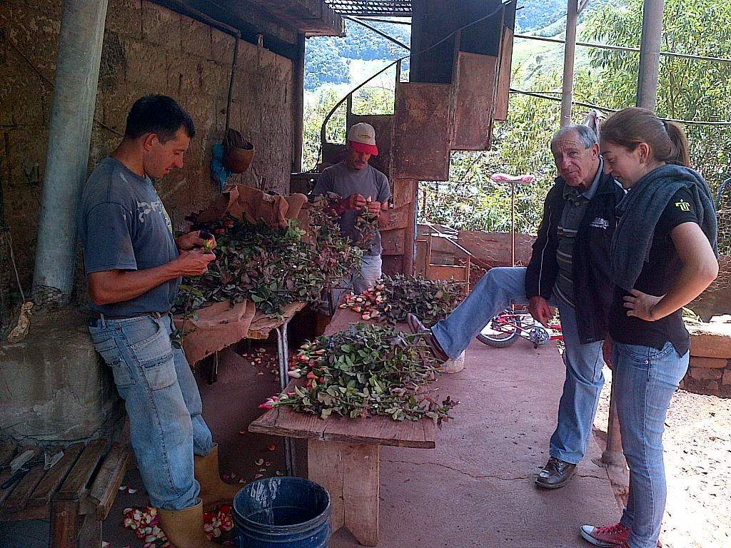 Asesoría a productores de rosas por parte de la pasante Yoheinny Chacón