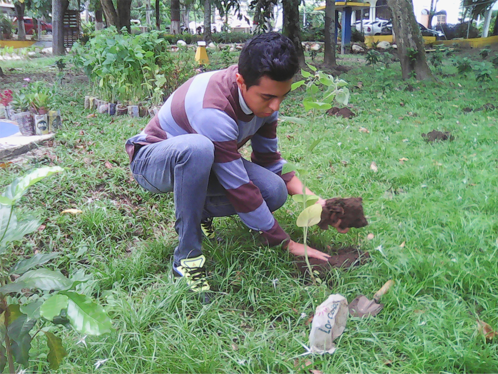 Pedro Mansilla, pasante del IUT sembrando planta de uchuva