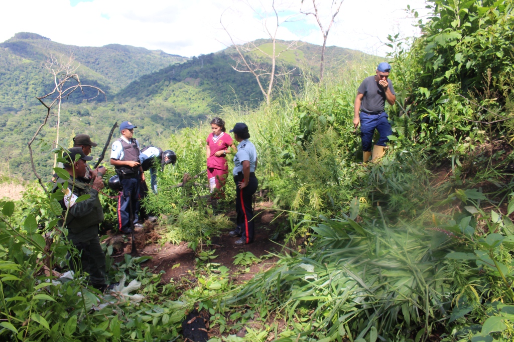 El sembradío estaba en zona montañosa del municipio Torbes