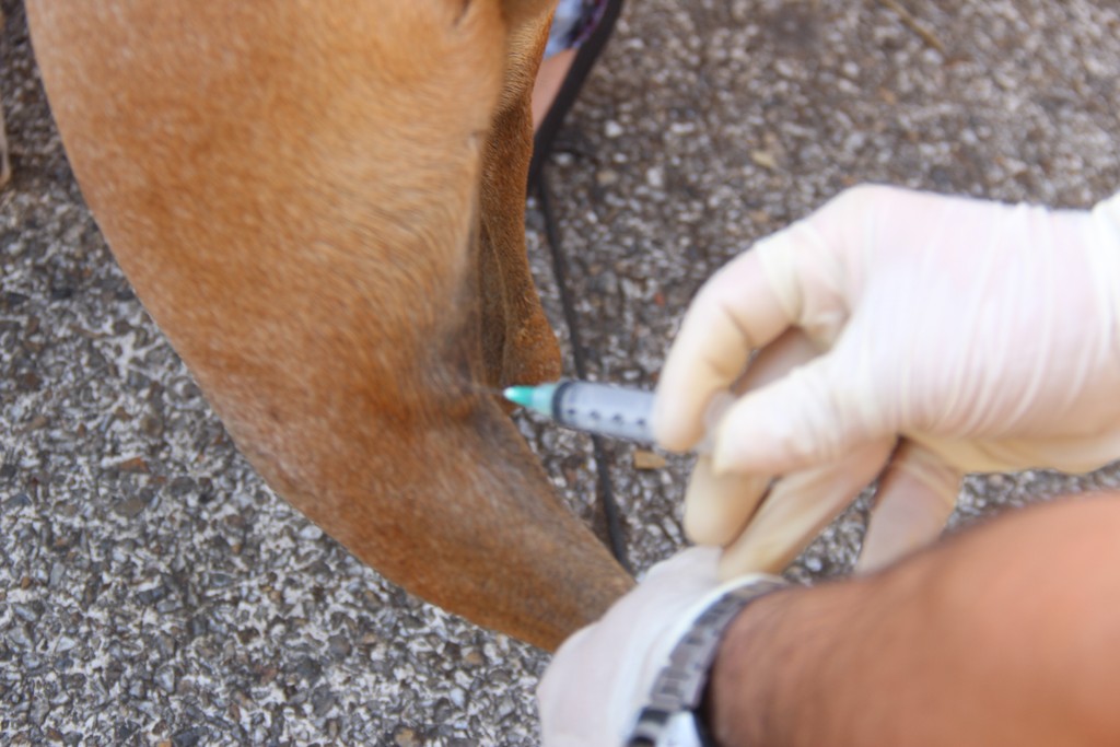ornada de Vacacunacion Proteccion Animal (4)
