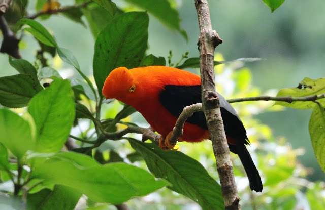 Andean Cock-of-the-rock, Rupicola peruviana aequatorialis, Gallito de Las Sierras