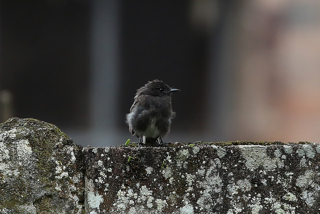 Black Phoebe, Sayornis nigricans angustirostris, Tiguin de Agua