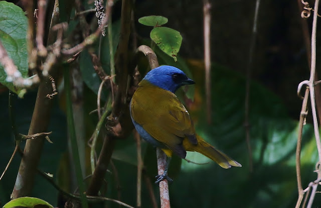 Blue-capped Tanager, Thraupis cyanocephala, Azulejo Montañero