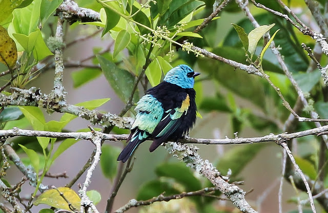 Blue-necked Tanager, Tangara cyanicollis hannahiae, Tangara Rey