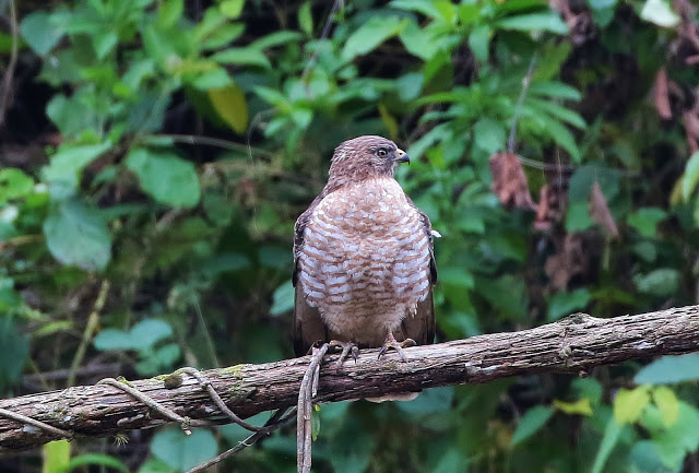 Broad-winged Hawk, Buteo platypterus, Gavilan Bebehumo