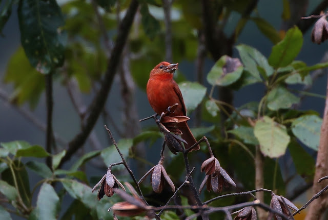 Highland Hepatic-Tanager, Piranga lutea faceta, Cardenal Montañera