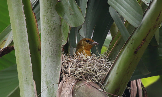 Highland Hepatic-Tanager, female in her nest,