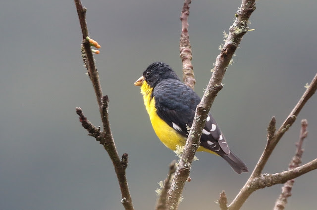 Lesser Goldfinch, Carduelis psaltria columbiana, Chiruli