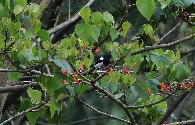 Magpie Tanager, Cissopis leveriana, Moriche Blanco