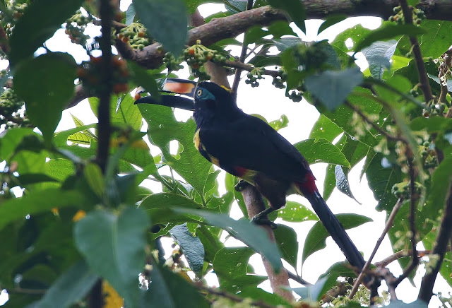 Many-banded Aracari, Pteroglossus pluricinctus, Tilingo Multibandeado