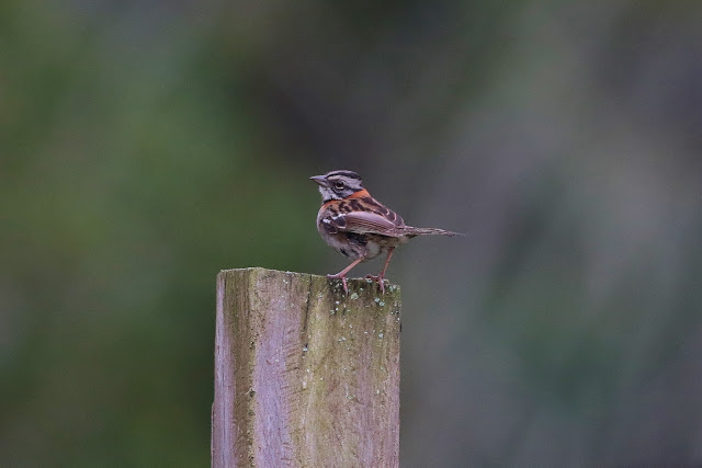 Rufous-collared Sparrow, male, Zonotrichia capensis venezuelae, Correporsuelo, macho