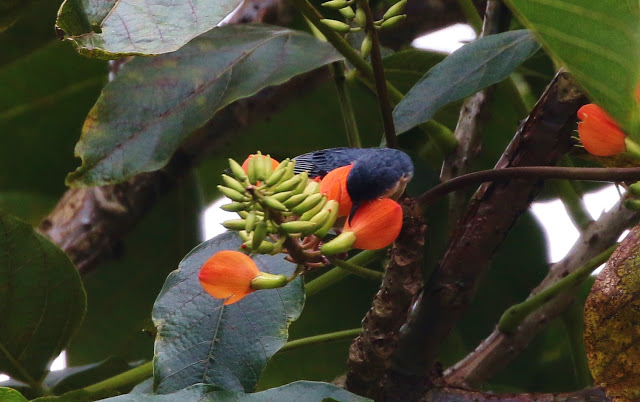 Rusty Flowerpiercer, Diglossa sitoides dorbignyi, Roba Nectar Payador