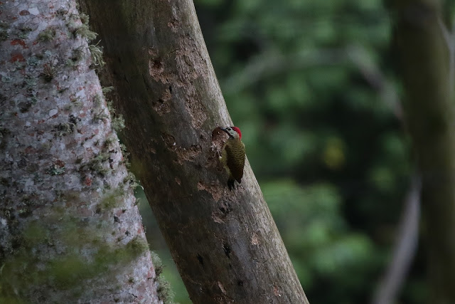 Spot-breasted Woodpeccker, Chrysoptilus punctigula punctipectus, Carpintro Pechipunteado