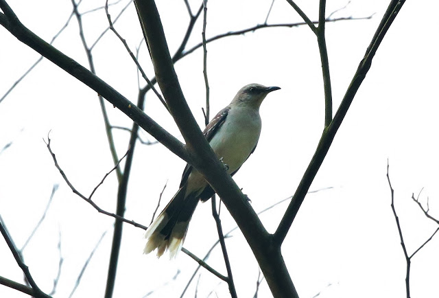 Tropical Mockingbird, Mimus gilvus melanopterus, Paraulata Llanera