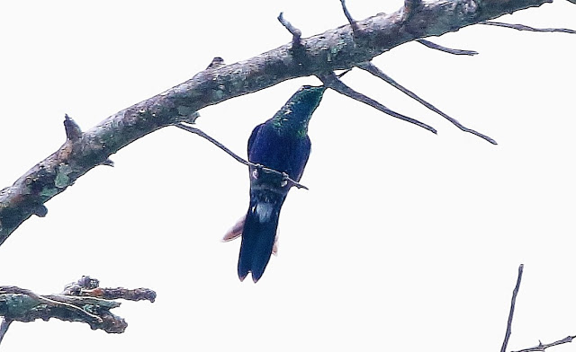 Violet-crowned Woodnymph , Thalurania colombica, Tucusito Coronado