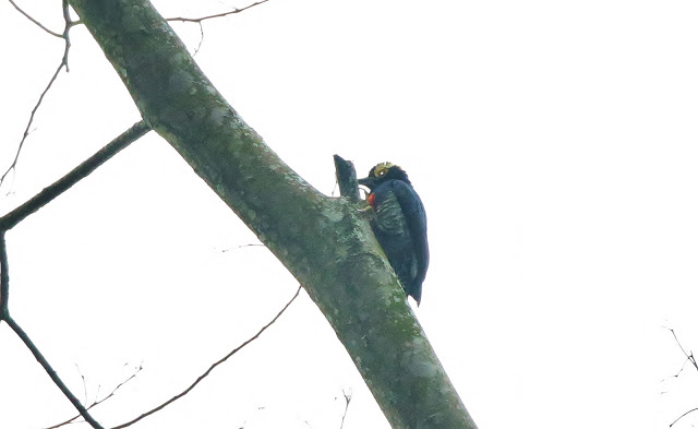 Yellow-tufted Woodpecker, Melanerpes cruentatus, Carpintero Negro