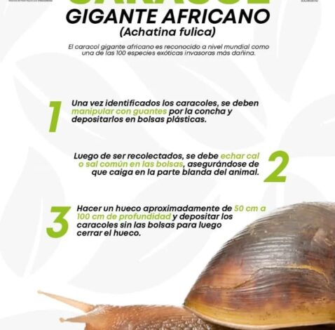 ¿Cómo actuar al reconocer la presencia del caracol africano?