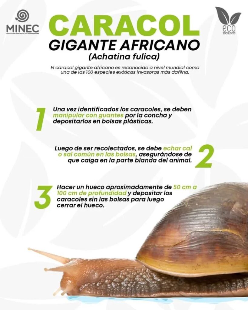 ¿Cómo actuar al reconocer la presencia del caracol africano?